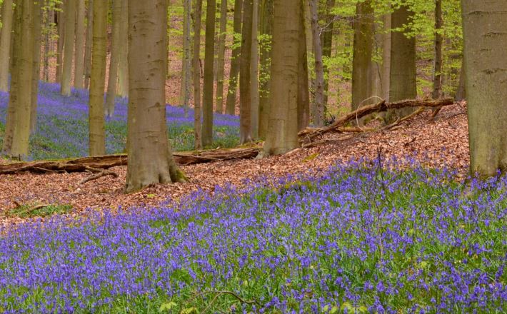 flowers-and-green-glass-bloom-in-forest