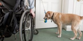 wheelchair user with service dog